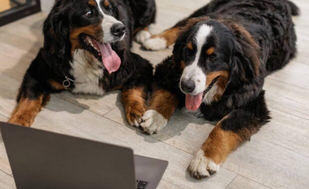 Steps for Building an Online Community - 2 dogs of the same breed in front of a CPU.